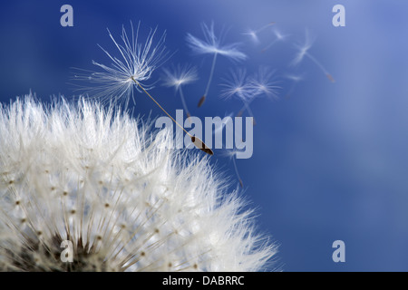 Löwenzahn Uhr Dispergieren Samen Stockfoto
