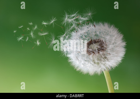 Löwenzahn Uhr im Morgennebel Stockfoto