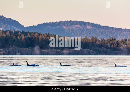 Transient Schwertwale (Orcinus Orca), Haro Strait, Saturna Island, Britisch-Kolumbien, Kanada, Nordamerika Stockfoto