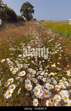 Ochsen-Auge Daises Leucanthemum Vulgare und größere Flockenblume auf der Landzunge von Gerste Ernte Stockfoto