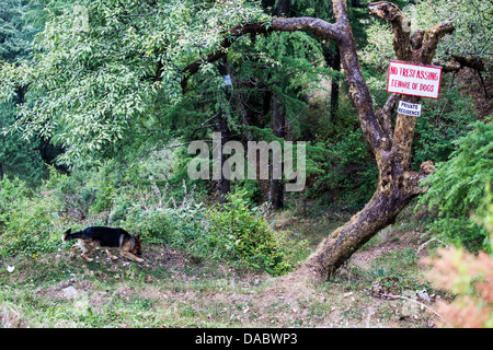 Keine Trespasssing, Vorsicht Hund anmelden Landour, Mussoorie, Indien Stockfoto