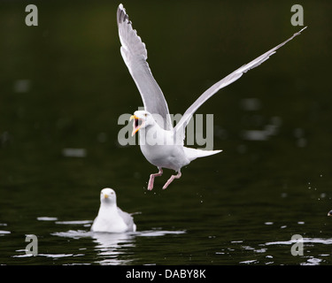 Europäische Silbermöwe, Larus Argentatus, Norwegen Stockfoto