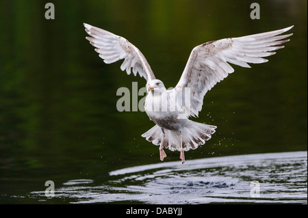 Europäische Silbermöwe, Larus Argentatus, Norwegen Stockfoto