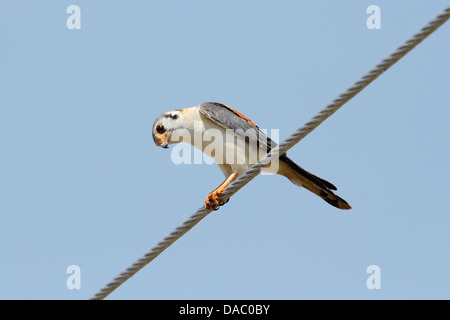 Amerikanische Turmfalke (Falco Sparverius) Erwachsenen thront gegen blauen Himmel, auf Telegraph Draht, Zapata, Kuba, Caribbean Stockfoto