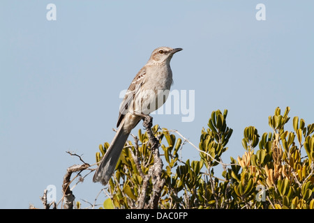 Bahama Spottdrossel (Mimus Gundlachii) Erwachsenen thront im Busch gegen blauen Himmel, Cayo Coco, Kuba, Caribbean Stockfoto