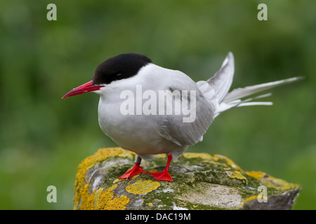 Küstenseeschwalbe auf Felsen Stockfoto