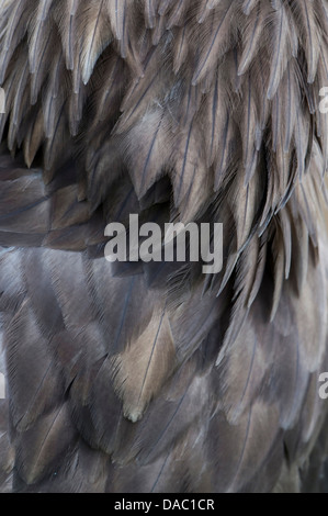 Seeadler, Haliaeetus Horste, Norwegen Stockfoto