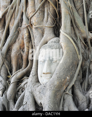 Leiter der Sandstein Buddha in Baumwurzel im Tempel Wat Mahathat, Ayutthaya, Thailand Stockfoto