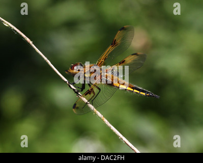 Detaillierte Makro Bild einer vier-spotted Chaser (Libellula Quadrimaculata) Libelle Stockfoto