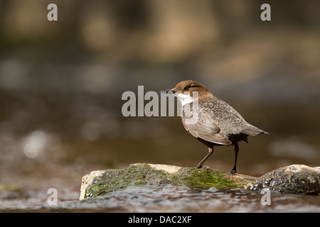 Dipper auf Felsen im Fluss Stockfoto