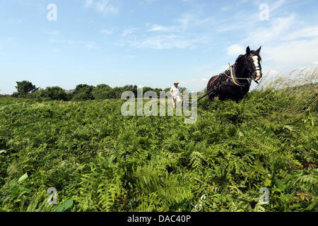 Swansea, Südwales. UK, Montag, 8. Juli 2013 im Bild: Landwirt Richard Cook mit seinem englischen Cob Griffin bashing der Bracken in Mumbles Hill.   Re: Herefordshire Landwirt hat geholfen, um Bereiche der Gower in Südwales Bracken-frei zu halten.  36 Jahre alte Richard Cook ist regelmäßig für Swansea County und Rat zu den Bracken die altmodische Art und Weise hart bash zugänglichen Bereichen arbeiten. Bildnachweis: D Legakis/Alamy Live-Nachrichten Stockfoto