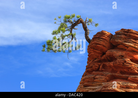 Pinyon-Kiefer (Pinus Edulis) auf Sandstein im Zion National Park Stockfoto