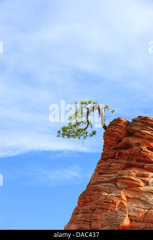 Pinyon-Kiefer (Pinus Edulis) auf Sandstein im Zion National Park Stockfoto