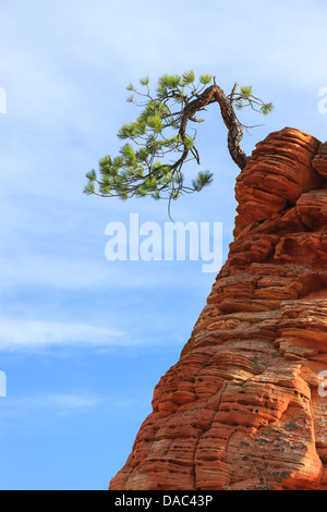 Pinyon-Kiefer (Pinus Edulis) auf Sandstein im Zion National Park Stockfoto