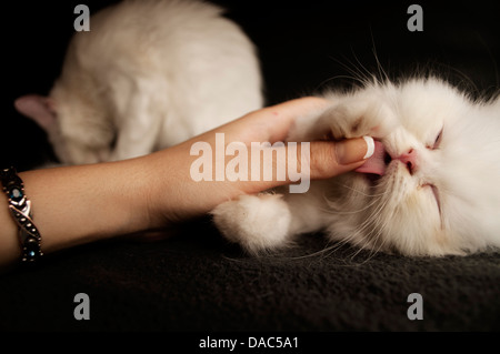 Kätzchen lecken finger Stockfoto