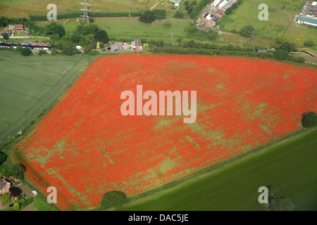 Luftaufnahme eines Feldes von Mohn in Großbritannien Stockfoto