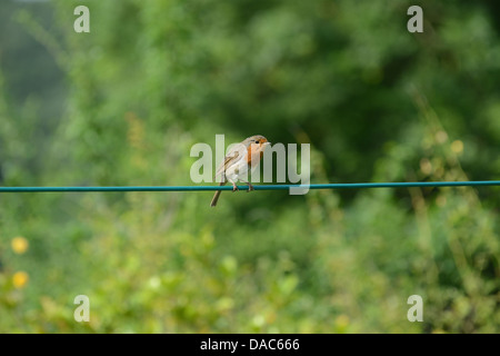 Robin Gartenvögel auf Wäscheleine Uk Stockfoto