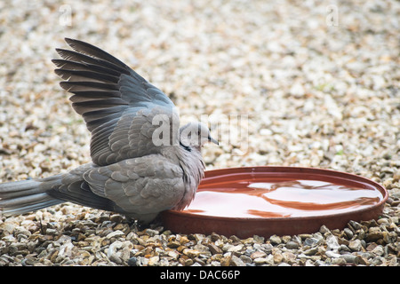Ein Kragen Taube vorläufig Vorbereitung für ein Bad Stockfoto