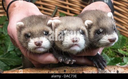 Ein Tierpfleger präsentiert drei der zwölf Frettchen Babys im Zoo von Eekholt in Grossenaspe, Deutschland, 10. Juli 2013. Die Frettchen spontan Swere geboren von ihrer Mutter Jule am 25 Mai 2013. Foto: Markus Scholz Stockfoto
