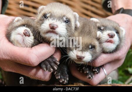 Ein Tierpfleger präsentiert vier der zwölf Frettchen Babys im Zoo von Eekholt in Grossenaspe, Deutschland, 10. Juli 2013. Die Frettchen spontan Swere geboren von ihrer Mutter Jule am 25 Mai 2013. Foto: Markus Scholz Stockfoto