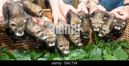 Tierpfleger setzen elf der zwölf Frettchen Babys in einem Korb am Eekholt Zoo in Grossenaspe, Deutschland, 10. Juli 2013. Die Frettchen spontan Swere geboren von ihrer Mutter Jule am 25 Mai 2013. Foto: Markus Scholz Stockfoto
