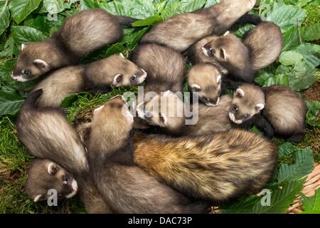 Elf der zwölf Frettchen Babys und ihre Mutter Jule sitzen in einem Korb am Eekholt Zoo in Grossenaspe, Deutschland, 10. Juli 2013. Die Frettchen spontan Swere geboren am 25 Mai 2013. Foto: Markus Scholz Stockfoto