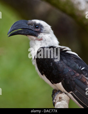 Von der Decken-Toko (Tockus Deckeni)-weiblich Stockfoto