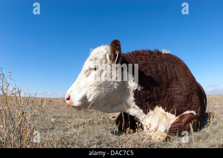 Hereford Steer liegt auf einer Wiese auf einer Farm im Süden von Saskatchewan, Kanada Stockfoto