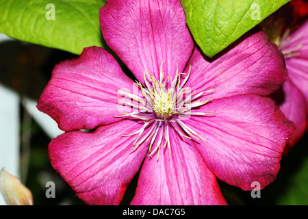 Clematis Blume, Closeup, erschossen. Stockfoto