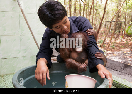 Das Baby Orangutan (Pongo pygmaeus) klammert sich während eines Bades im Orang-Utan-Pflegezentrum an die Hausmeisterin Stockfoto