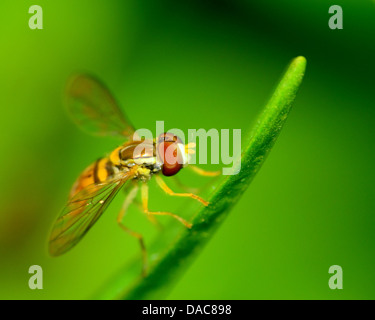 Ein Hoverfly thront auf einem Blatt der Pflanze. Stockfoto
