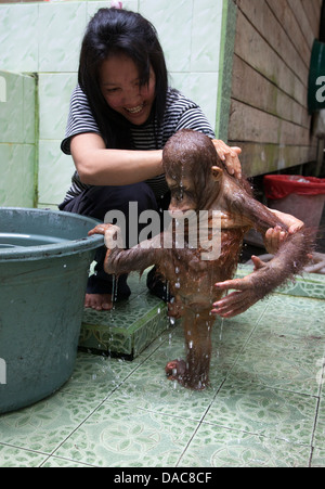 Waisenkind-Orang-Utan-Bade mit weiblicher Betreuerin im Orang-Utan-Pflegezentrum und Quarantäne (Zentrum von Birute Galdikas). Pongo Pygmaeus. Stockfoto