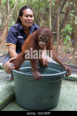 Waisenkind-Orang-Utan (Pongo pygmaeus), der auf einem Eimer steht und von einer indonesischen Hausmeisterin im Orang-Utan-Pflegezentrum und Quarantäne (OCCQ) gebadet wird Stockfoto