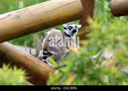 Eine weibliche Katta mit einem Baby auf dem Rücken. Stockfoto