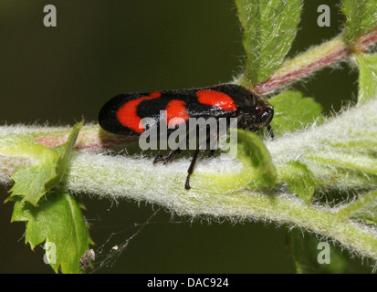 Nahaufnahme des kleinen schwarz-roten Blutzikade oder Spittlebug (Cercopis Vulnerata), Flügel öffnen Stockfoto