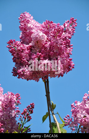 Gemeinsame lila lateinische Name Syringa Vulgaris Blume Stockfoto