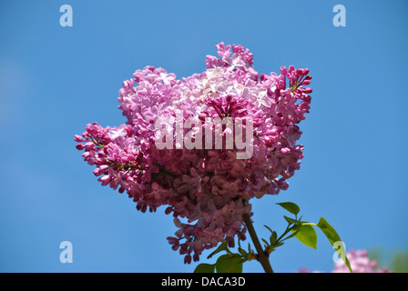 Gemeinsame lila lateinische Name Syringa Vulgaris Blume Stockfoto