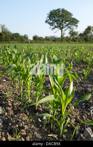 Junger Mais wächst in Feld in Wiltshire Stockfoto