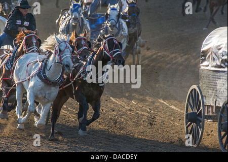 Chuckwagon Rennen bei der Calgary Stampede Stockfoto