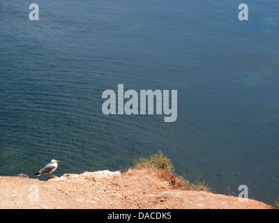 Möwe auf Klippe an der Algarve, Portugal Stockfoto