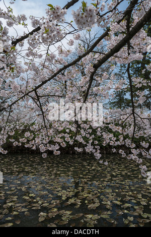 Kirschblüte ist die Graben von Hirosaki Castle, Präfektur Aomori, Japan überhängend. Stockfoto