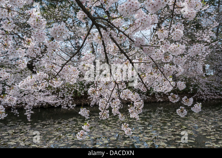 Kirschblüte ist die Graben von Hirosaki Castle, Präfektur Aomori, Japan überhängend. Stockfoto