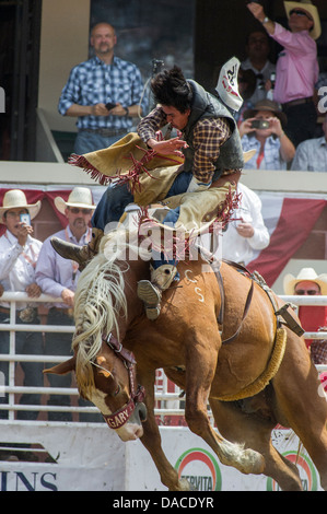 Anfänger ohne Sattel Rodeo Event bei der Calgary Stampede Stockfoto