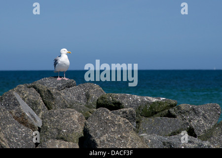 Möwe auf Felsen Steg sitzen Stockfoto