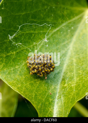 Ein Nest der Kreuzspinne Jungspinnen auf einem Blatt Stockfoto