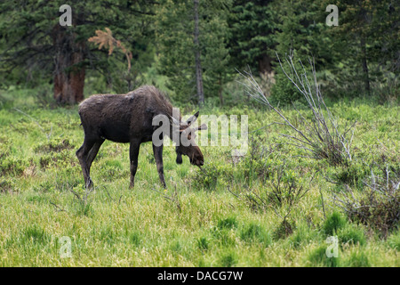 Eine junge männliche Elche auf der Suche nach Nahrung auf dem Colorado River. Stockfoto