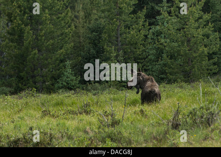 Fotografieren von einen Elch im Wald, leicht drehen den Kopf in Richtung der Kamera. Stockfoto