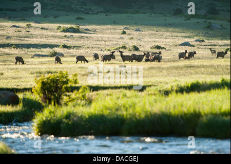 Foto von einer Herde von Elk Weiden auf einem Gebirgstal bei Sonnenaufgang. Stockfoto