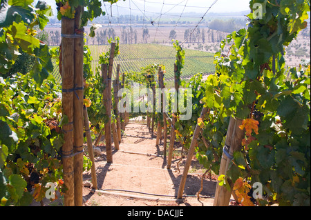 Indómita Weinberg, Chile Stockfoto