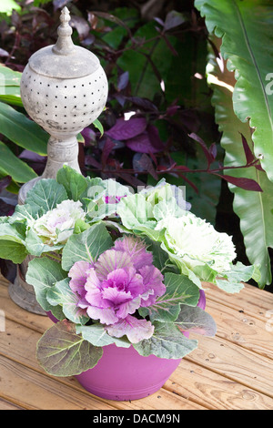 Köpfe von lila und weißen ornamentalen Kale in einem lila Topf. Stockfoto